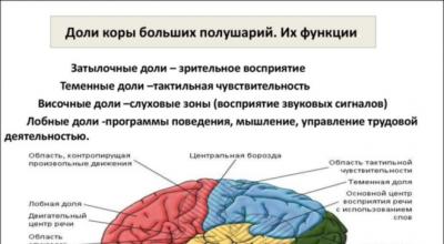 Строение головного мозга — за что отвечает каждый отдел?