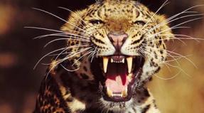 К чему снится леопард: девушке, женщине, беременной, мужчине – толкование по разным сонникам К чему снится леопард нападает
